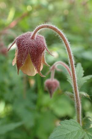 Geum rivale \ Bach-Nelkenwurz / Water Avens, D Kämpfelbach 29.4.2017