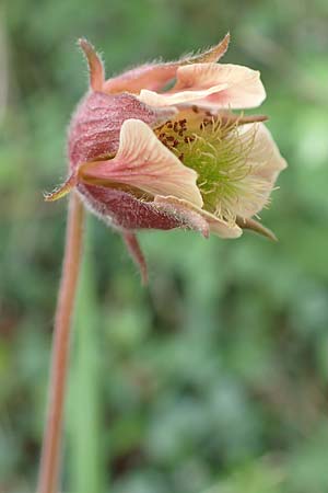 Geum rivale \ Bach-Nelkenwurz / Water Avens, D Kämpfelbach 29.4.2017