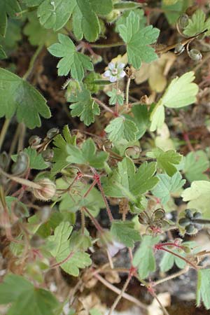 Geranium rotundifolium \ Rundblttriger Storchschnabel / Round-Leaved Crane's-Bill, D Heppenheim 7.9.2017