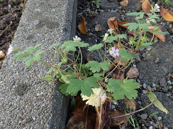 Geranium rotundifolium \ Rundblttriger Storchschnabel / Round-Leaved Crane's-Bill, D Mannheim 16.10.2017