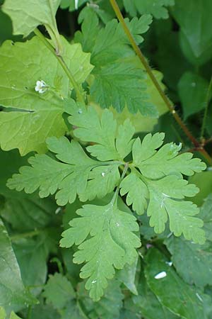 Geranium robertianum \ Stinkender Storchschnabel, Ruprechtskraut / Herb Robert, D Aachen 24.5.2018