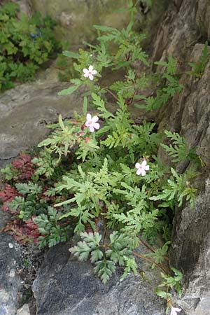 Geranium robertianum \ Stinkender Storchschnabel, Ruprechtskraut / Herb Robert, D Aachen 24.5.2018