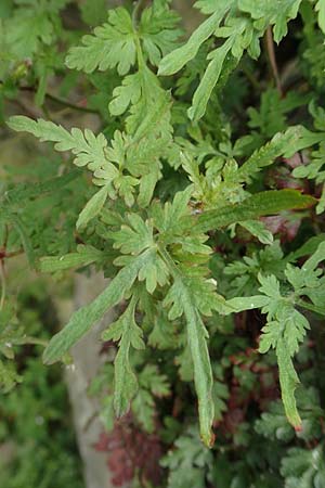 Geranium robertianum \ Stinkender Storchschnabel, Ruprechtskraut, D Aachen 24.5.2018