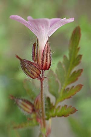 Geranium robertianum \ Stinkender Storchschnabel, Ruprechtskraut / Herb Robert, D Aachen 24.5.2018