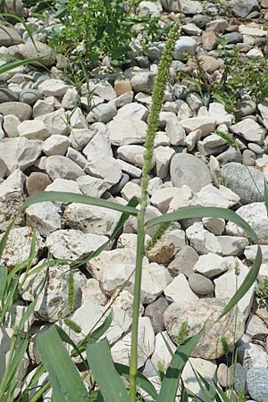 Setaria verticilliformis \ Zweifelhafte Borstenhirse, Kurzborsten-Borstenhirse / Barbed Bristle Grass, D Konstanz 6.6.2018
