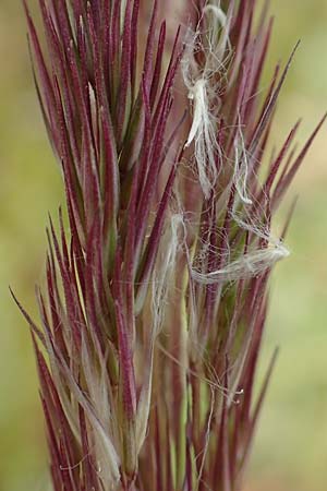 Calamagrostis epigejos \ Land-Reitgras / Wood Small Reed, D Waltrop 14.6.2018