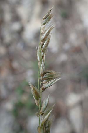 Koeleria pyramidata \ Pyramiden-Kammschmiele / Pyramidal Hair Grass, D Beuron 26.6.2018