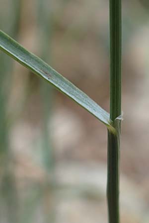 Koeleria pyramidata \ Pyramiden-Kammschmiele / Pyramidal Hair Grass, D Beuron 26.6.2018