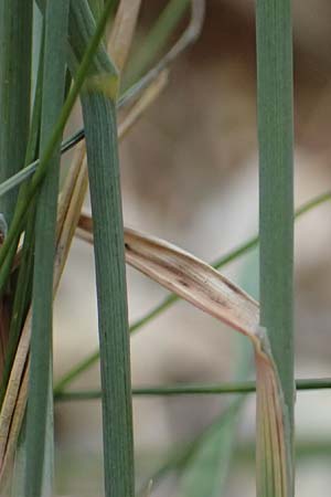 Koeleria pyramidata \ Pyramiden-Kammschmiele / Pyramidal Hair Grass, D Beuron 26.6.2018