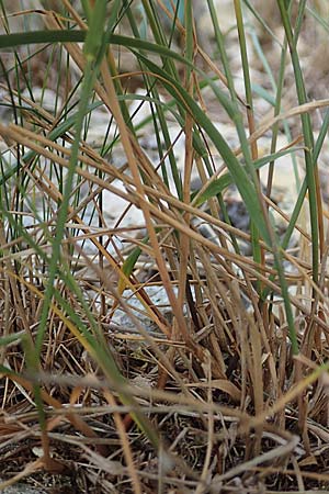 Koeleria pyramidata \ Pyramiden-Kammschmiele / Pyramidal Hair Grass, D Beuron 26.6.2018