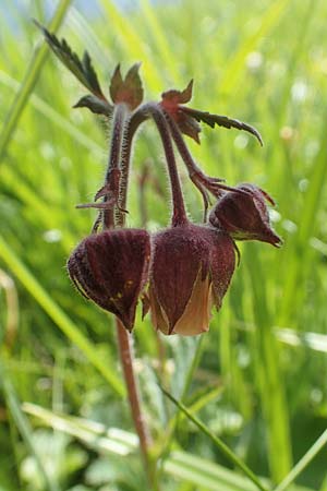 Geum rivale \ Bach-Nelkenwurz / Water Avens, D Schwaigen-Hinterbraunau 2.5.2019