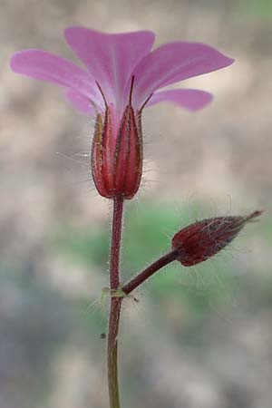 Geranium robertianum \ Stinkender Storchschnabel, Ruprechtskraut / Herb Robert, D Odenwald, Hammelbach 26.5.2019