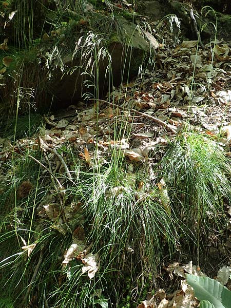 Deschampsia flexuosa \ Draht-Schmiele / Wavy Hair Grass, D Neustadt an der Weinstraße 2.6.2019