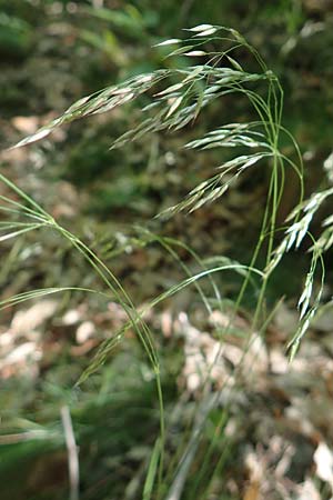 Deschampsia flexuosa \ Draht-Schmiele, D Neustadt an der Weinstraße 2.6.2019