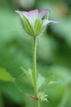 Geranium rotundifolium \ Rundblttriger Storchschnabel / Round-Leaved Crane's-Bill, D Herne 14.6.2019