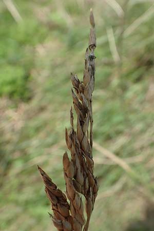 Sorghum halepense \ Aleppo-Mohrenhirse, D Mannheim 24.10.2019