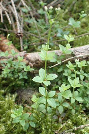 Galium rotundifolium \ Rundblttriges Labkraut / Round-Leaved Bedstraw, D Attendorn-Albringhausen 12.6.2020