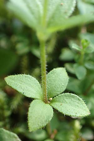 Galium rotundifolium \ Rundblttriges Labkraut / Round-Leaved Bedstraw, D Attendorn-Albringhausen 12.6.2020