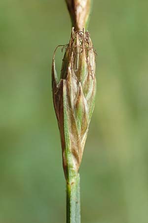 Danthonia decumbens \ Tuschender Dreizahn / Common Heath Grass, D Hunsrück, Börfink 18.7.2020