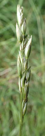 Danthonia decumbens \ Tuschender Dreizahn / Common Heath Grass, D Hunsrück, Börfink 18.7.2020