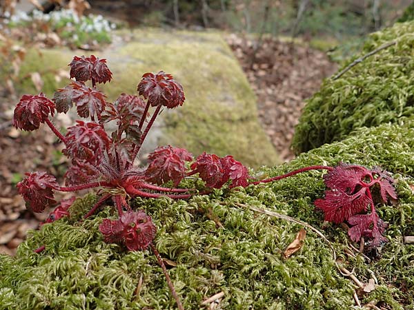 Geranium robertianum \ Stinkender Storchschnabel, Ruprechtskraut, D Trippstadt 23.4.2022