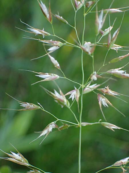 Arrhenatherum elatius \ Gewhnlicher Glatthafer / Bulbous Oat Grass, Tall Oat Grass, D Mannheim 27.4.2022