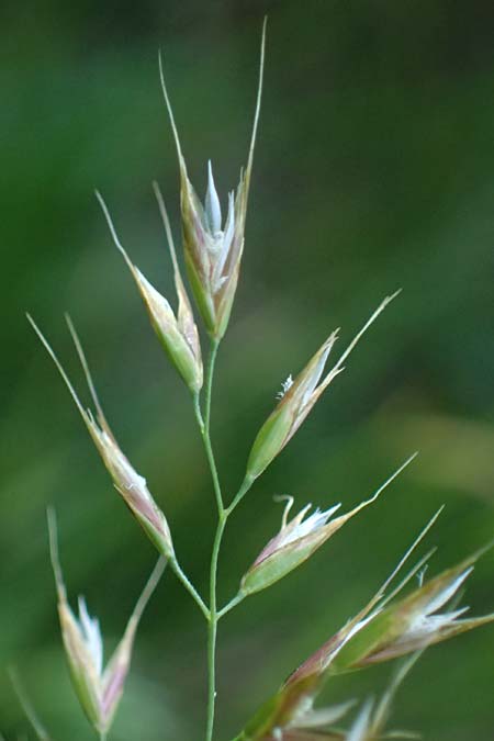 Arrhenatherum elatius \ Gewhnlicher Glatthafer / Bulbous Oat Grass, Tall Oat Grass, D Mannheim 27.4.2022