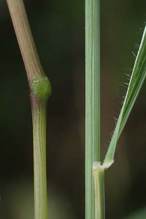 Trisetum flavescens \ Wiesen-Goldhafer / Golden Oat Grass, Yellow Oat Grass, D Thüringen, Bottendorf 13.6.2023