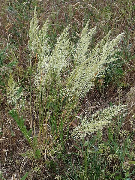 Trisetum flavescens / Golden Oat Grass, Yellow Oat Grass, D Thüringen, Tunzenhausen 14.6.2023