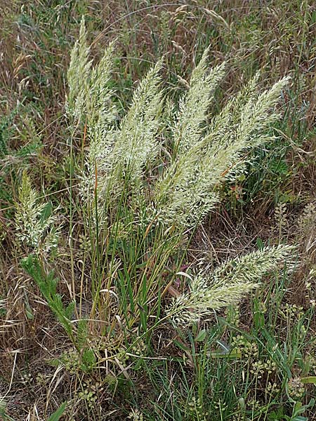 Trisetum flavescens \ Wiesen-Goldhafer, D Thüringen, Tunzenhausen 14.6.2023