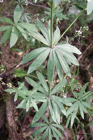 Galium sylvaticum \ Wald-Labkraut, D Kellenbach 7.7.2008