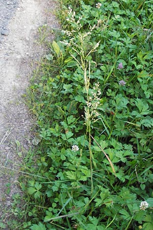 Poa trivialis \ Gewhnliches Rispengras / Rough Blue Grass, D Eberbach 23.7.2012