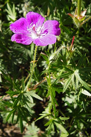 Geranium sanguineum \ Blut-Storchschnabel, Blutroter Storchschnabel / Bloody Crane's-Bill, D Hemsbach 18.5.2015