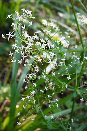 Galium sylvaticum \ Wald-Labkraut / Wood Bedstraw, D Meßstetten-Unterdigisheim (Schwäb. Alb) 11.7.2015