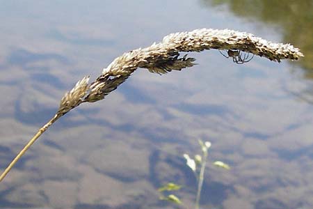 Phalaris arundinacea \ Rohr-Glanzgras / Red Canary Grass, D Runkel an der Lahn 1.8.2015