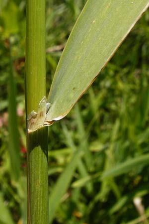 Phalaris arundinacea \ Rohr-Glanzgras / Red Canary Grass, D Runkel an der Lahn 1.8.2015