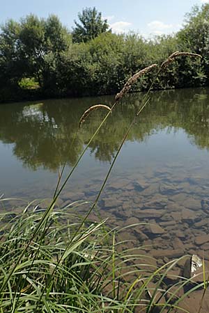 Phalaris arundinacea \ Rohr-Glanzgras / Red Canary Grass, D Runkel an der Lahn 1.8.2015