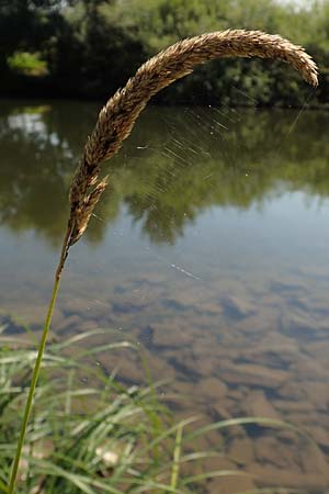 Phalaris arundinacea \ Rohr-Glanzgras / Red Canary Grass, D Runkel an der Lahn 1.8.2015
