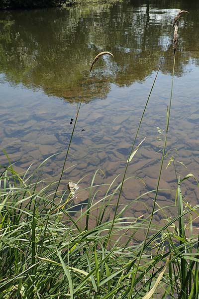 Phalaris arundinacea \ Rohr-Glanzgras / Red Canary Grass, D Runkel an der Lahn 1.8.2015