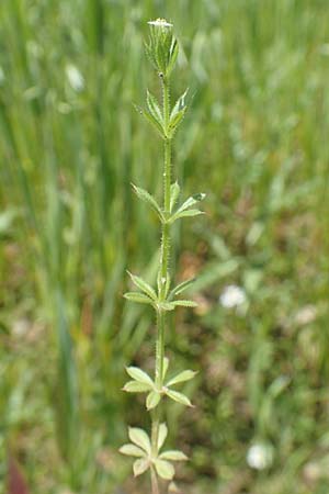 Galium spurium \ Kleinfrchtiges Kletten-Labkraut / False Cleavers, D Tiefenbronn 26.6.2016