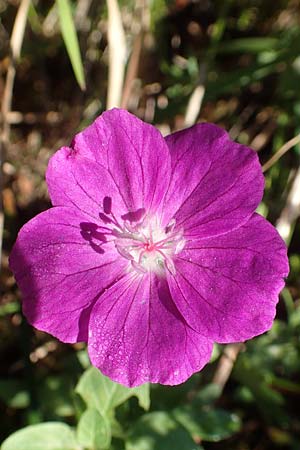 Geranium sanguineum \ Blut-Storchschnabel, Blutroter Storchschnabel / Bloody Crane's-Bill, D Weinheim an der Bergstraße 14.10.2017