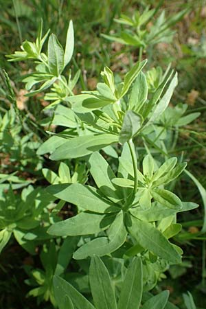 Galium sylvaticum \ Wald-Labkraut / Wood Bedstraw, D Oberlaudenbach 28.4.2018