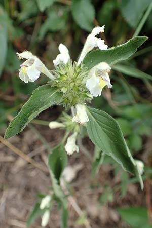 Galeopsis segetum / Downy Hemp-Nettle, D Eifel, Herhahn 9.7.2018