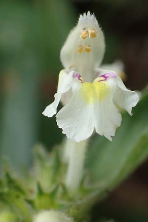 Galeopsis segetum / Downy Hemp-Nettle, D Eifel, Herhahn 9.7.2018