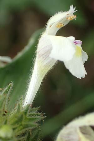 Galeopsis segetum \ Saat-Hohlzahn, D Eifel, Herhahn 9.7.2018