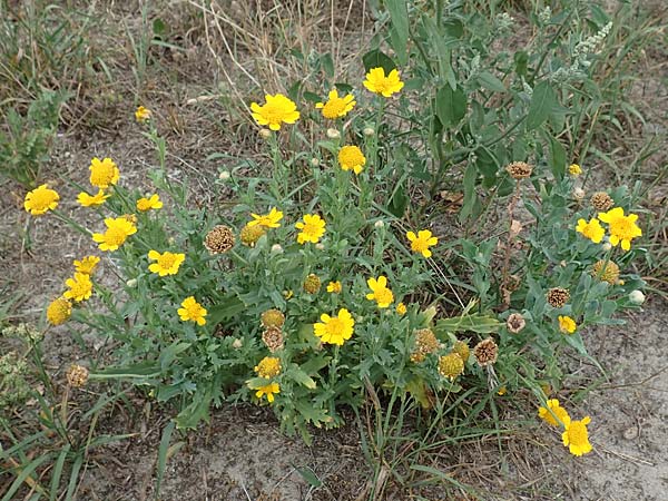 Glebionis segetum \ Saat-Wucherblume, Saat-Goldblume, D Celle 24.8.2018