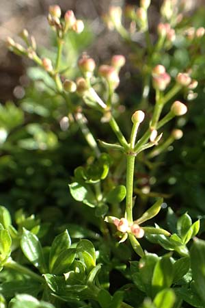 Galium saxatile / Heath Bedstraw, D Black-Forest, Hornisgrinde 4.9.2019