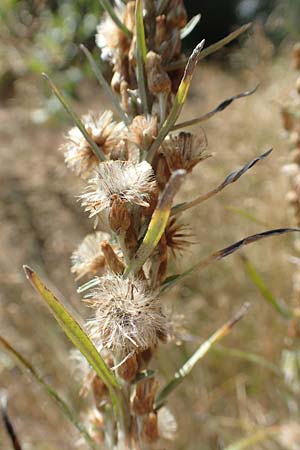 Gnaphalium sylvaticum \ Wald-Ruhrkraut / Heath Cudweed, D Mehlinger Heide 10.9.2019