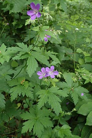 Geranium sylvaticum \ Wald-Storchschnabel / Wood Crane's-Bill, D Simmerath-Erkensruhr 9.6.2020