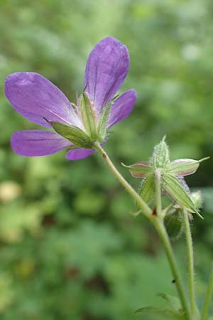 Geranium sylvaticum \ Wald-Storchschnabel, D Simmerath-Erkensruhr 9.6.2020